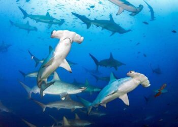 Galapagos Diving: Your Ultimate Guide to a Thrilling Journey – We Love ...