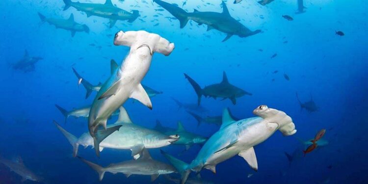 Galapagos Diving: Your Ultimate Guide to a Thrilling Journey – We Love ...
